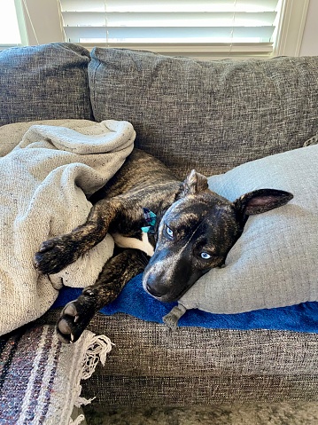 Sleepy Brindle Puppy Dog with Blue Eyes on Couch with Pillow