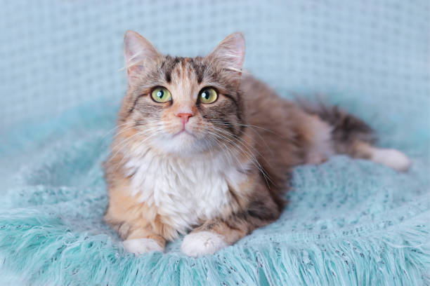 istock Cute Cat  looking at the camera. Beautiful Kitten rests. Cat rests on a blue blanket. Pets. Cat close-up. Kitten with big green eyes. Pet. Without people. Copy space. Animal background. Pet care. 1445024924