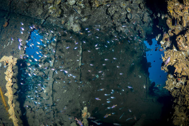 istock Coral growing on pillars of pier, as sen from underwater 1445025041