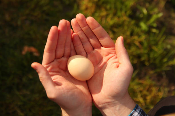 istock Defocus human hands hold a chicken egg. Top view male hands holding one brown egg. Easter. Out of focus 1445025613