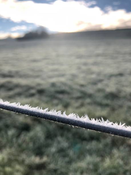 istock A willow wire is covered with frost and ice crystals 1445026357