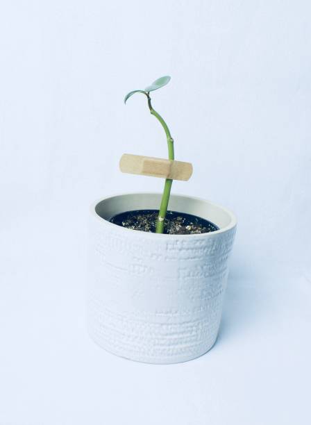 istock Potted Plant Regrowing with Bandage 1445028628