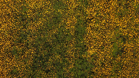 Aerial view of yellow daisies field, 4K drone footage.