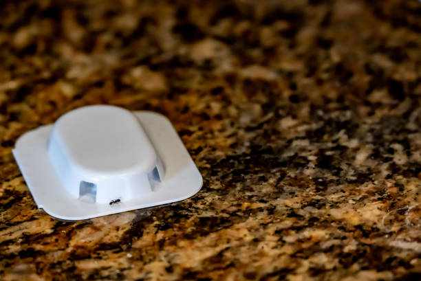istock Ant trap poison bate on a granite kitchen countertop 1445029568