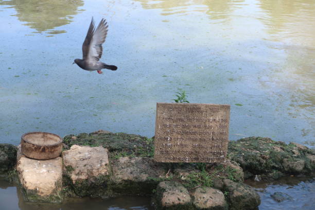 istock Pigeon flying over a pond 1445029614