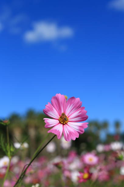 istock Colorful cosmos flowers under the autumn sky 1445031219