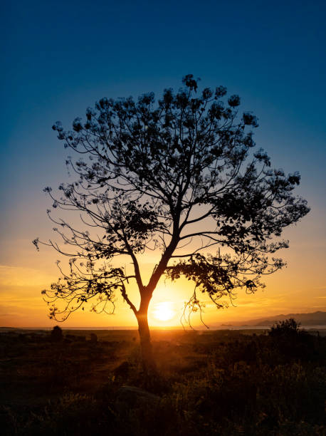 istock tree silhouette with sunrise in the morning 1445031414