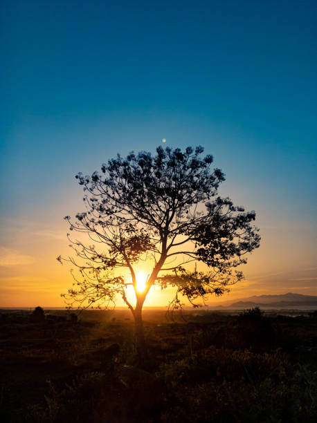 istock tree silhouette with sunrise in the morning 1445031466