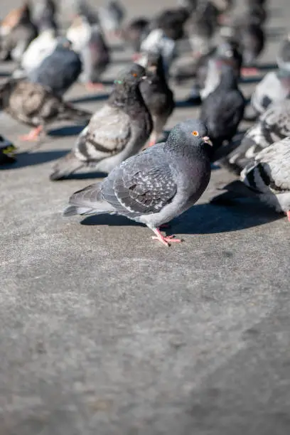Photo of A flock of Pigeons resting on the ground