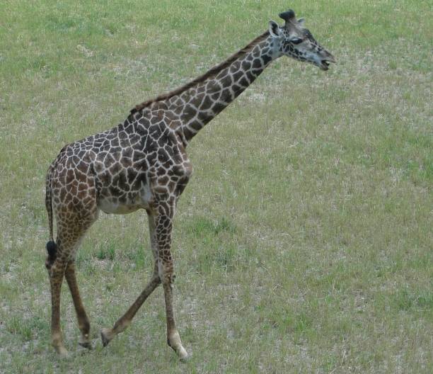 istock Giraffe on the Run in Field of Grass 1445035589