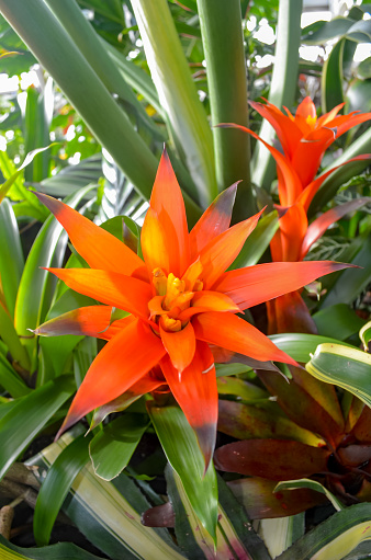Bromeliad blooming in a greenhouse