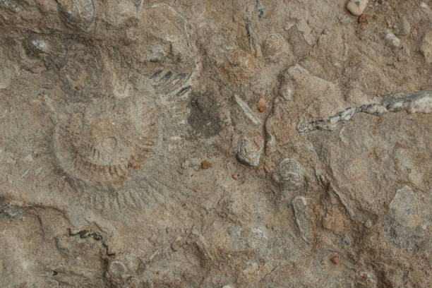 istock Block of brown and white fossil shells background 1445036720