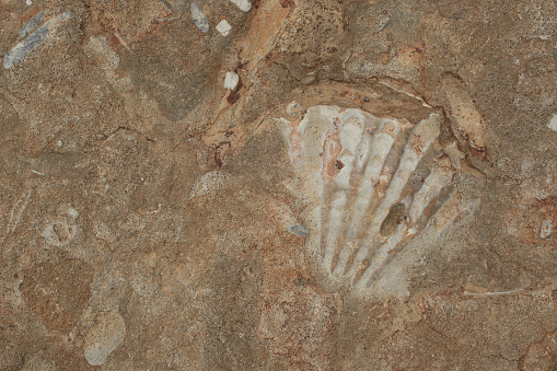 Block of brown and white fossil shells background