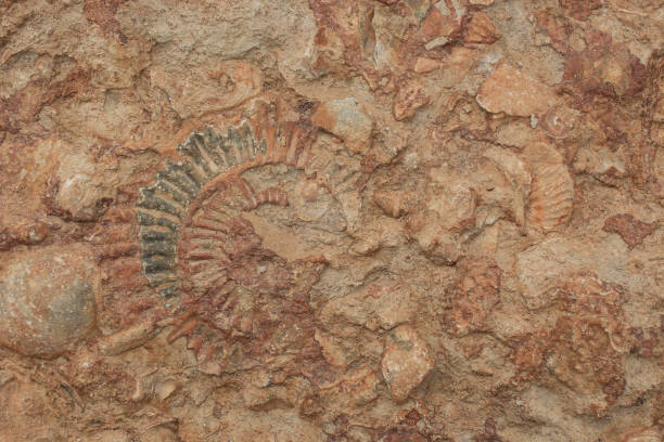istock Block of brown and white fossil shells background 1445036769