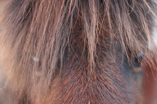 istock Horse head and eyes 1445038637