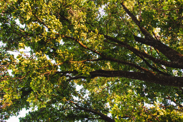 rami e foglie di albero frondoso con grandi rami e cielo limpido visto dall'alto da terra all'alto - clear sky branch tree trunk uncultivated foto e immagini stock