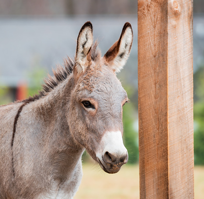 Donkey in the countryside