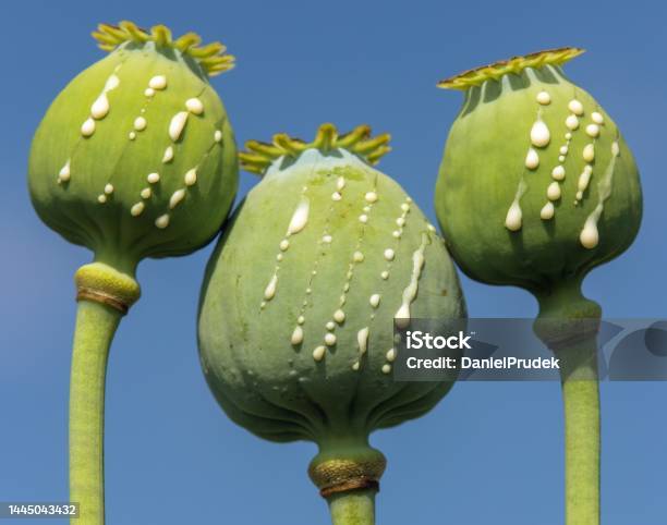 Opium Poppy Heads Papaver Somniferum Drops Milk Latex Stock Photo - Download Image Now