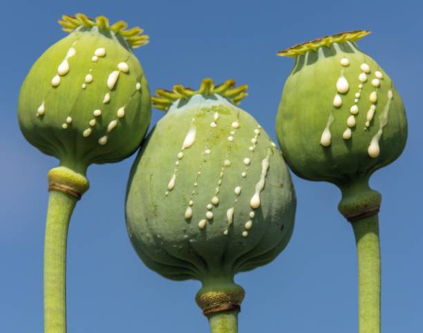 opium poppy heads papaver somniferum drops milk latex, - oriental poppy fotos imagens e fotografias de stock