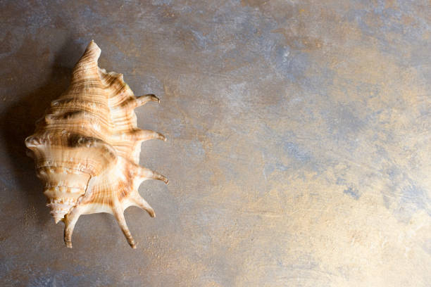 background in blue and gold with a large shell