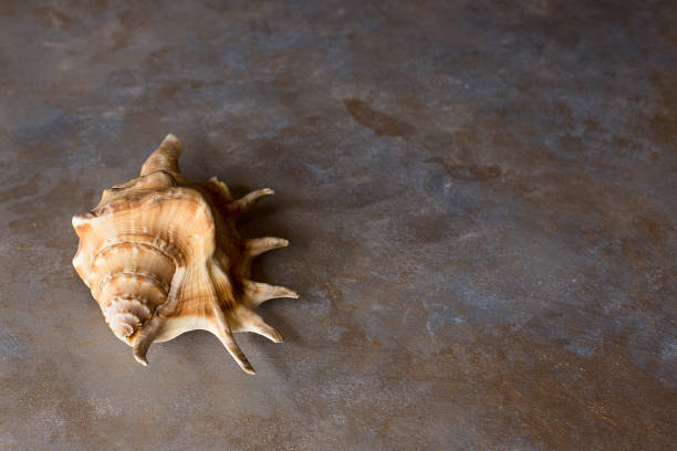 istock background in blue and gold with a large shell 1445044487