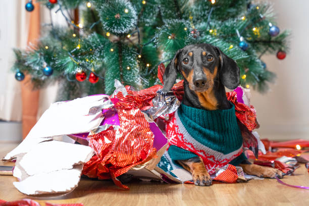 hundeweihnachtsbaum entfaltet sich auf dem boden neben einem stapel zerrissener, zerknitterter geschenkverpackung - christmas dachshund dog pets stock-fotos und bilder