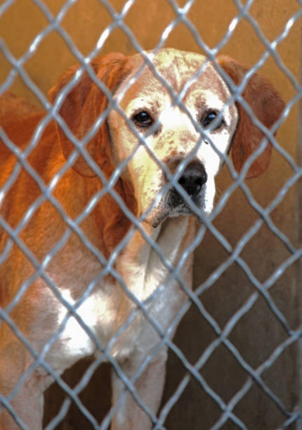 Older, yellow dog at shelter looking at camera from behind the chain link fence.