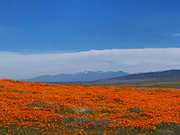 Poppy field full of blooming poppies under blue skies.  Cloud bank in the background over mountains with a little snow.
