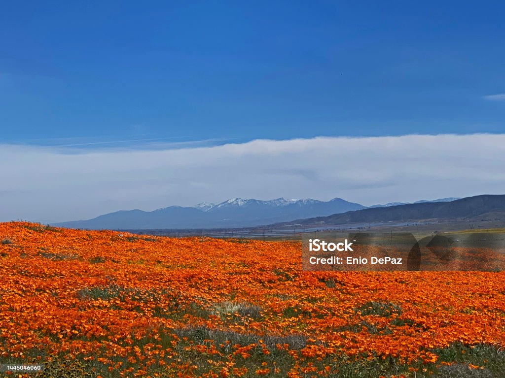 Poppy Fields in Lancaster, California Poppy field full of blooming poppies under blue skies.  Cloud bank in the background over mountains with a little snow. Beauty Stock Photo