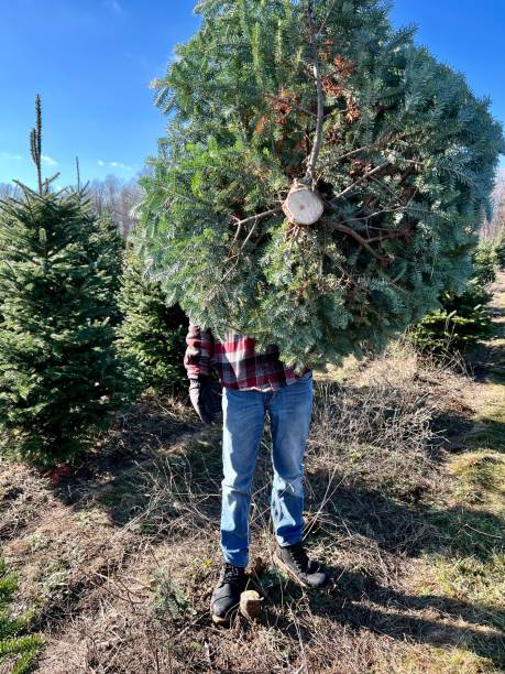 istock Teen boy holding a Christmas tree 1445046261