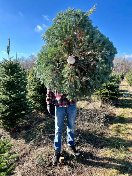 istock Teen boy holding a Christmas tree 1445046289