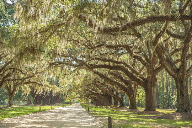 istock The Road Less Traveled 1445064731