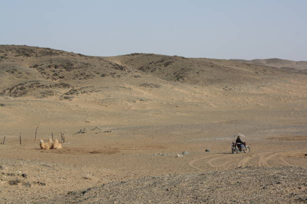 A bactrian camel and a motorcyclist in the silent Chuun Bogd valley of Gobi Desert, Umnugovi region, Mongolia. stock photo