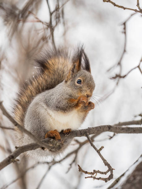 istock The squirrel with nut sits on tree in the winter or late autumn. 1445067542