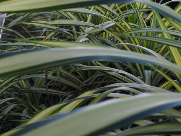 istock Green and light yellow leaves, white light. 1445068463
