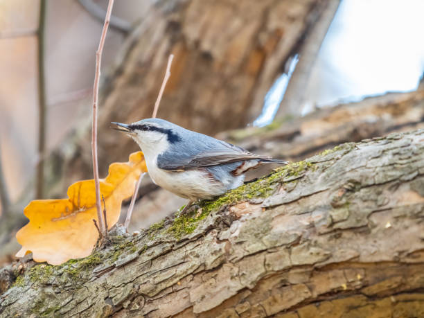 istock Eurasian nuthatch or wood nuthatch, lat. Sitta europaea, sitting on a tree trunk with a blurred background. 1445069324