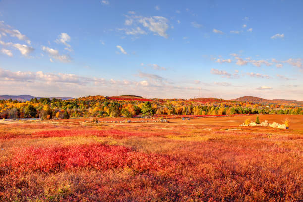 Maine blueberry field in autumn near Acadia National Park