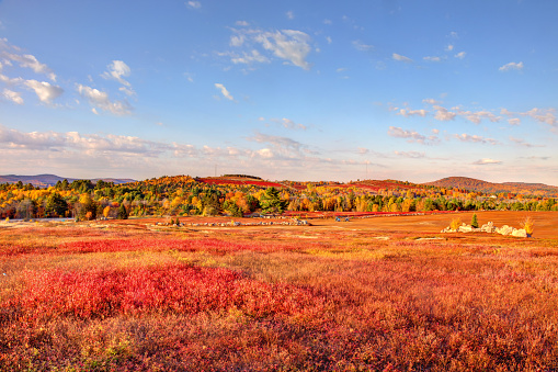 Maine blueberry field in autumn near Acadia National Park