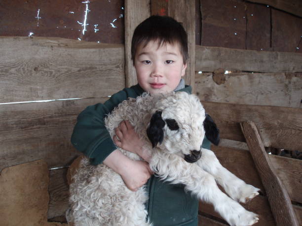 A boy loves a vulnerable lamb, Sukhbaatar province, Mongolia. stock photo
