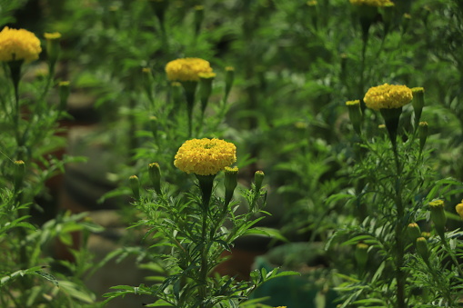 Landscape of yellow marigold flower beds in Asian agriculture farms. Selective and soft focus, blurred background