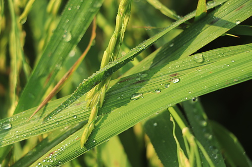 Dew water drops on green grass back lit by morning sun.Nature Background.Selective focus on dew water drops