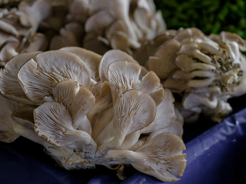 fresh mushrooms at the market