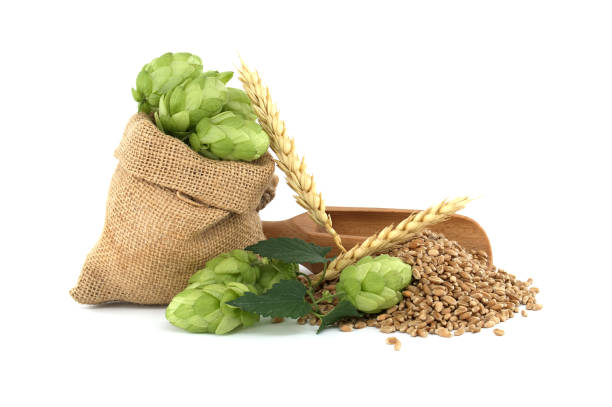 A close-up of green hops hanging from a vine, adorned with water droplets after rainfall. The detailed shot highlights the natural freshness and agricultural significance of the hops.
