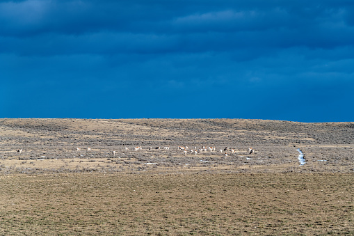 Antelope or Pronghorn deer family animal herd spread out across the Montana prairie in northern USA with dramatic storm clouds over the hill. Nearest large cities are Bozeman and Billings, Montana.