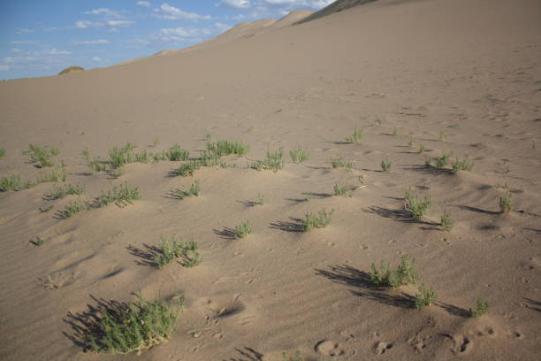 Sand dunes and vegetation in the serene valley of Gobi Desert, Umnugovi province in Mongolia. stock photo
