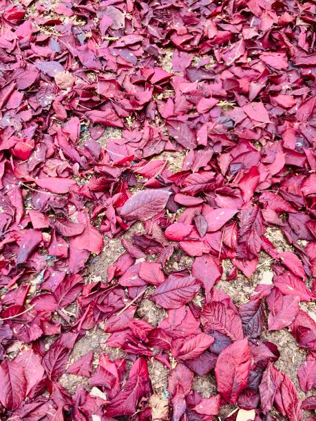 istock Fallen leaves of autumn 1445080313