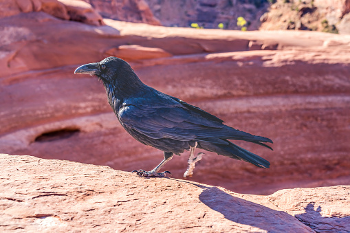 Black Raven Corvus Corax Delicate Arch Rock Canyon Arches National Park Moab Utah USA Southwest Noisy black ravens found next to Delicate Arch