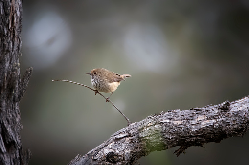 Tiny little Brown Thornbill perched on a branch