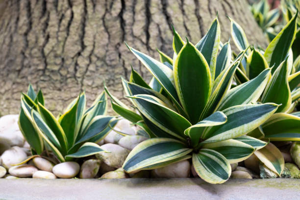 istock Sansevieria (Dracaena), succulent plants, Snake plant. Air purifying tree. Ornamental plant for decorating in the rock garden. 1445081510