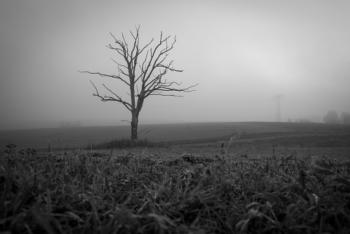 in a field there is a single dead tree in the fog
